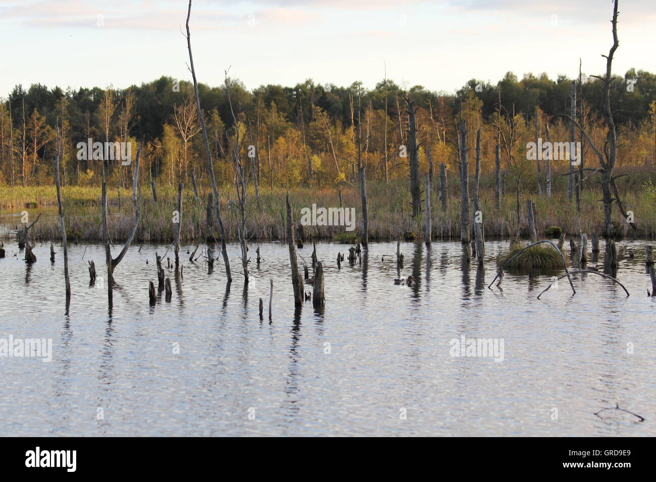 Moss Schwenninger Banque D'Images