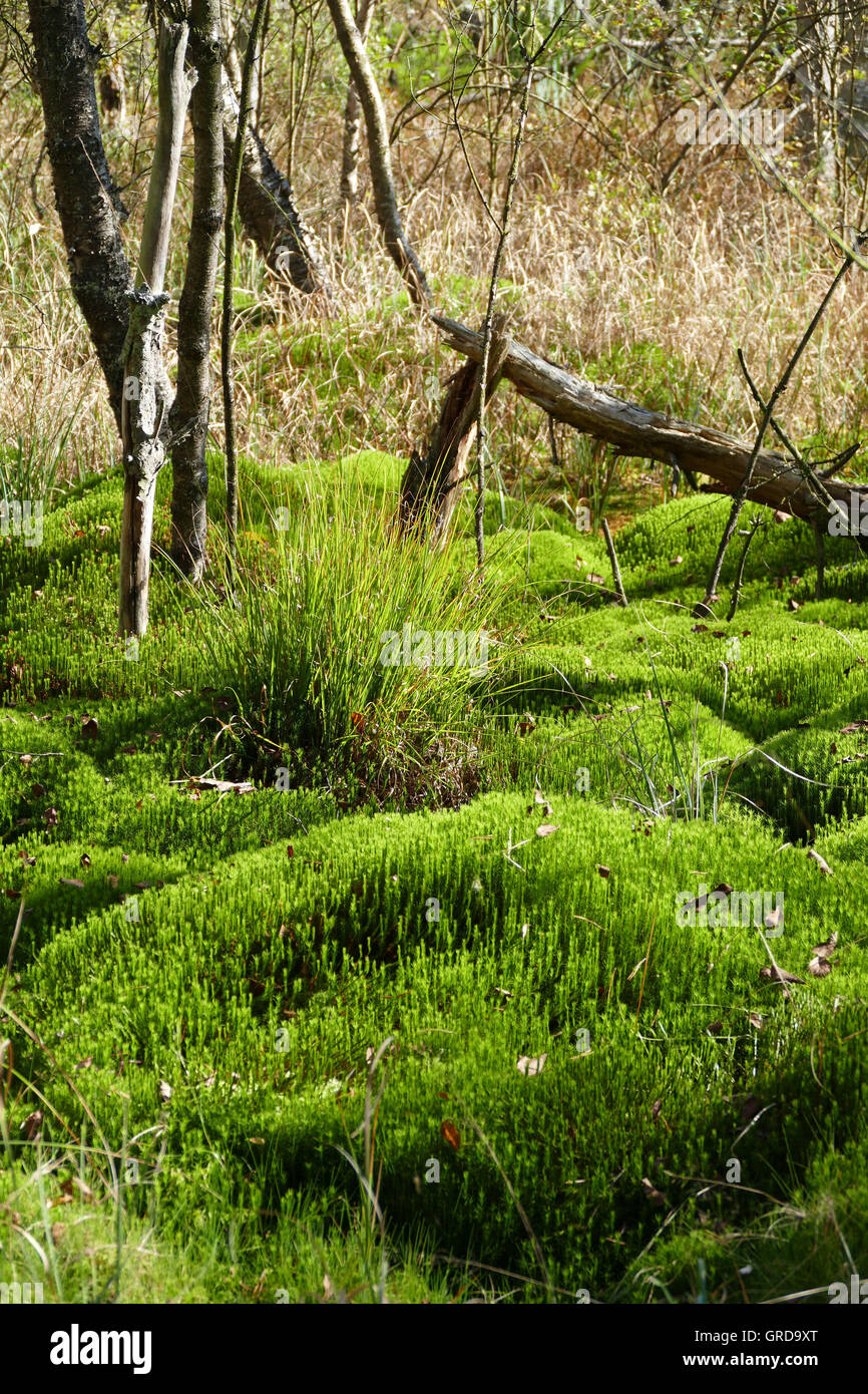 Moss Schwenninger, Moss coussin dans la Lande Banque D'Images