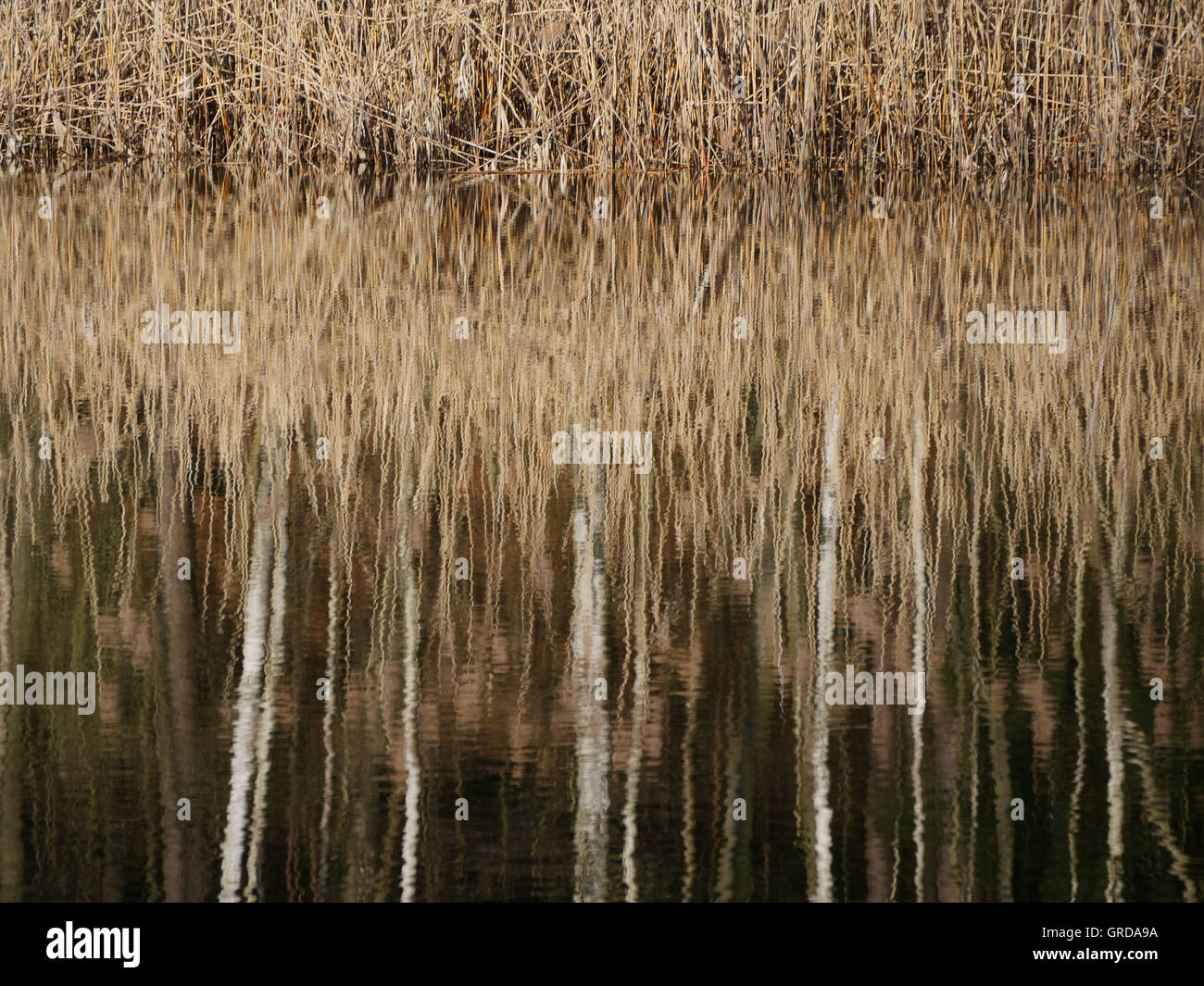 La réflexion de l'eau à la forêt du Palatinat, Billesweiher Banque D'Images