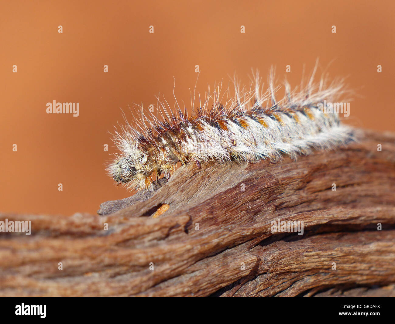Caterpillar sur une branche, gros plan Photo Stock Alamy