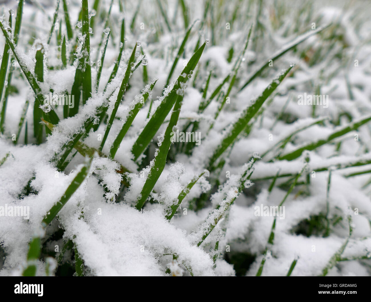 Brins d'herbe à la recherche de la neige Banque D'Images