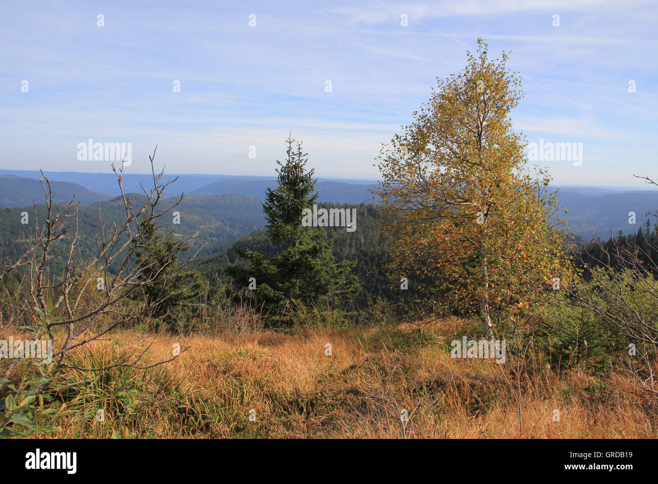 Hornisgrinde, Forêt-Noire Banque D'Images