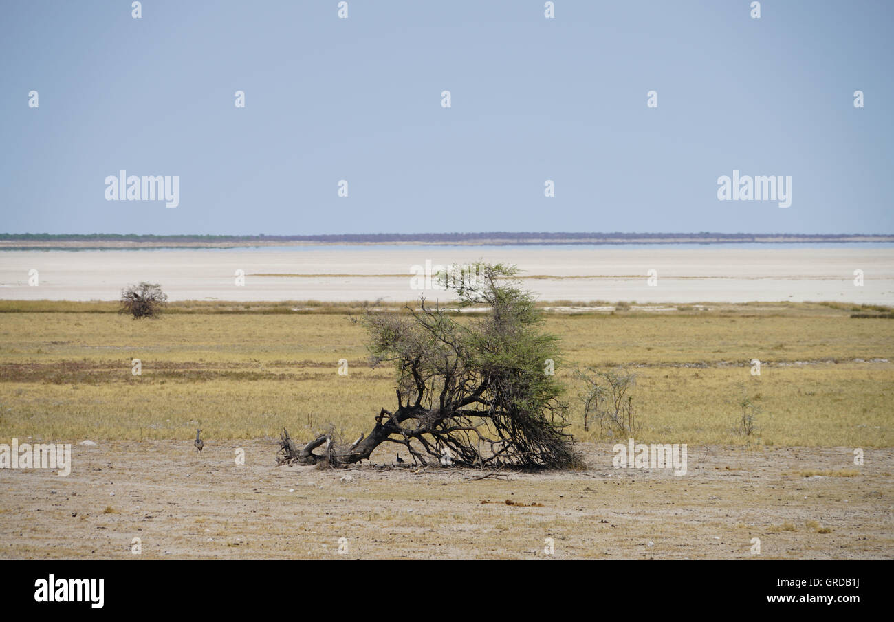 La sécheresse dans l'Etosha avec Fatamorgana Mirage à l'Horizon, cela ressemble à de l'eau, mais aucun, Namibie Banque D'Images