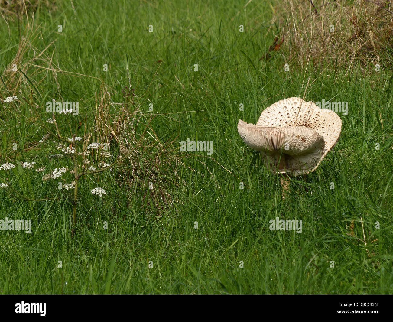 Deux Parasol Champignons côte à côte dans un pré Banque D'Images