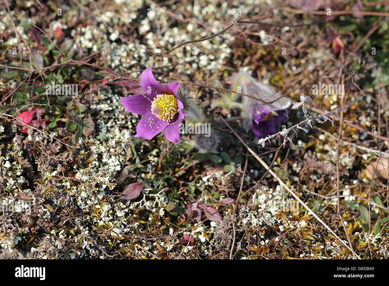 Pasqueflowers sauvages sous protection, Pulsatilla Banque D'Images