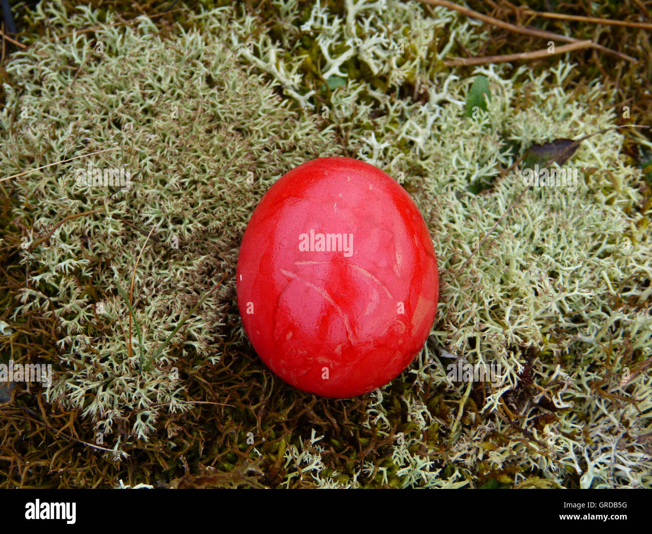 Easter Egg rouge sur mousse, nid de Pâques Banque D'Images