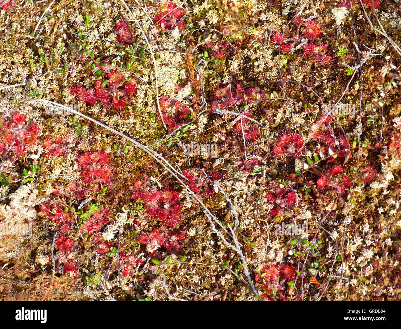 Le rossolis commune, plante carnivore, Drosera rotundifolia Banque D'Images