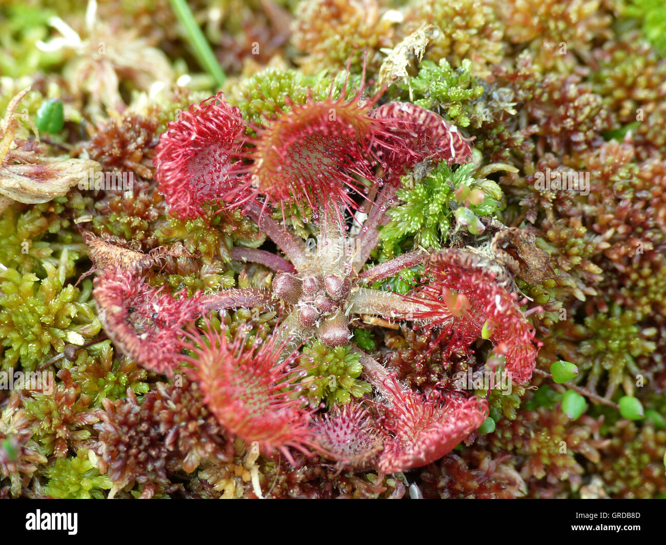 Le rossolis commune, plante carnivore, Drosera rotundifolia, Black Moor en  Rhoen Photo Stock - Alamy