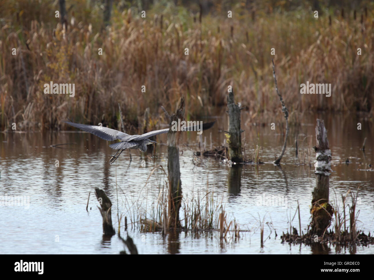 Battant à Schwenningen Heron gris mousse, Villingen-Schwenningen, la renaturation de Moor, Bade-Wurtemberg, Allemagne, Europe Banque D'Images