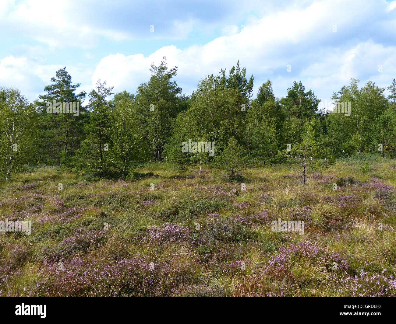 La lande avec les bouleaux, d'épicéas et de pins en Rhoen,Black Moor, Bavaria, Germany, Europe Banque D'Images