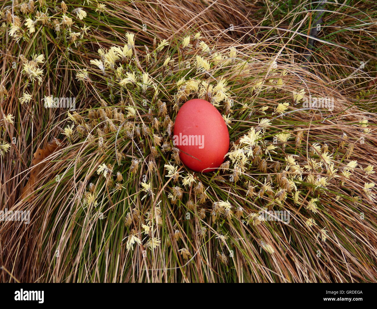 Oeuf de Pâques rouge caché entre les herbes Banque D'Images