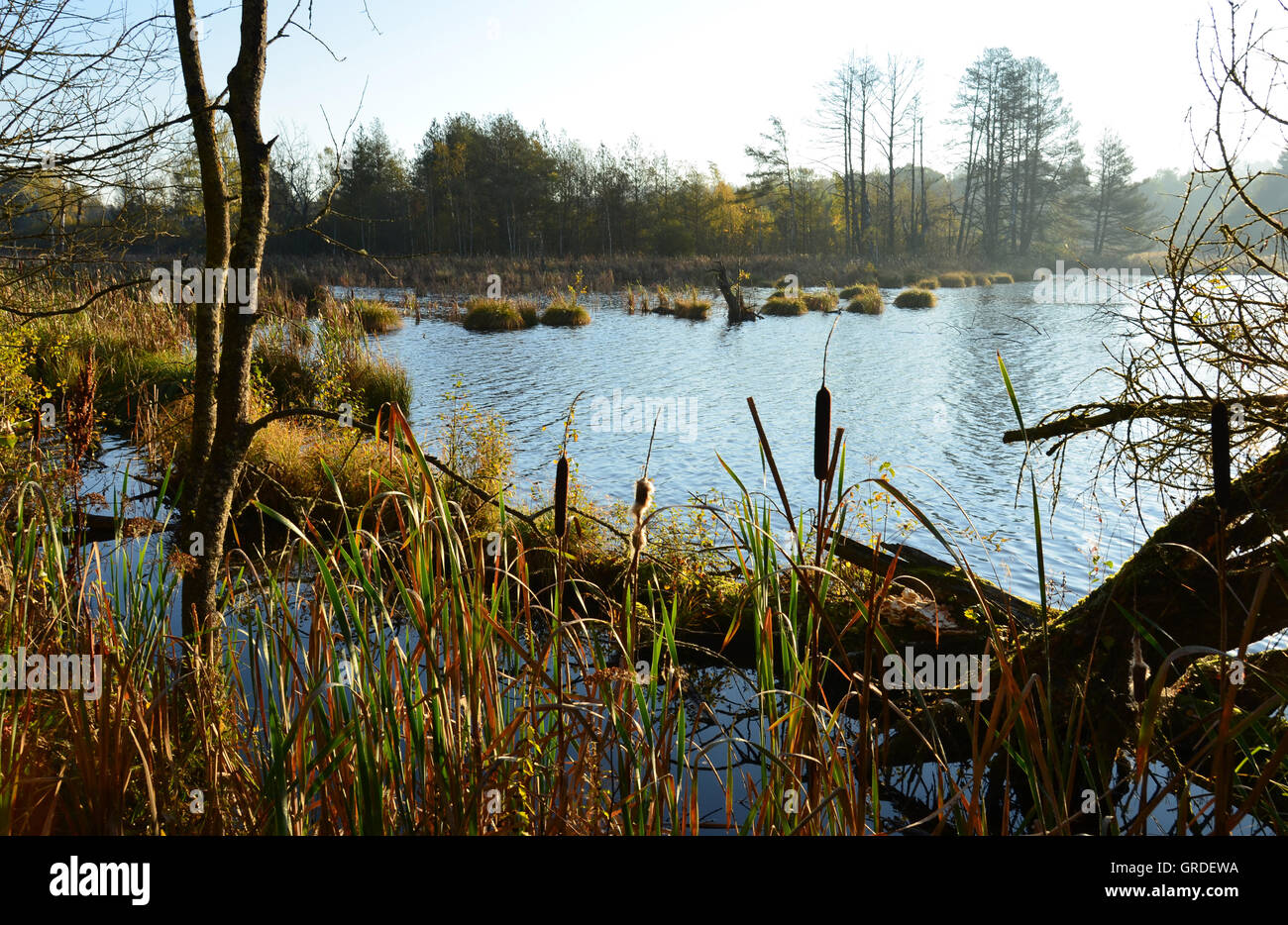 La renaturation dans Schwenninger Moss, la renaturation de Moor, Bade-Wurtemberg, Allemagne, Europe Banque D'Images