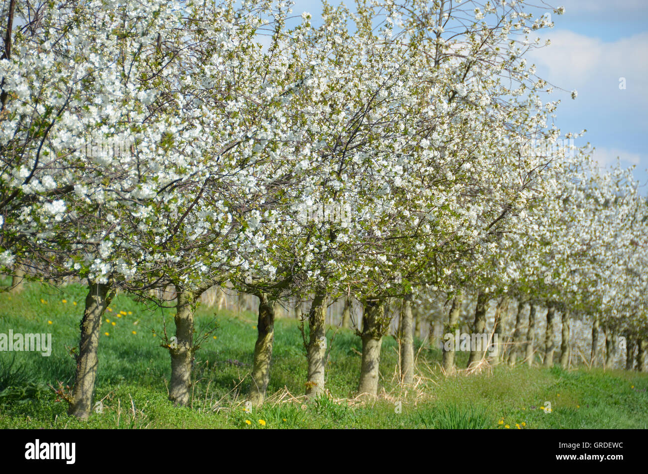 Les fleurs de cerisier, fleurs de cerisier Aigre Banque D'Images