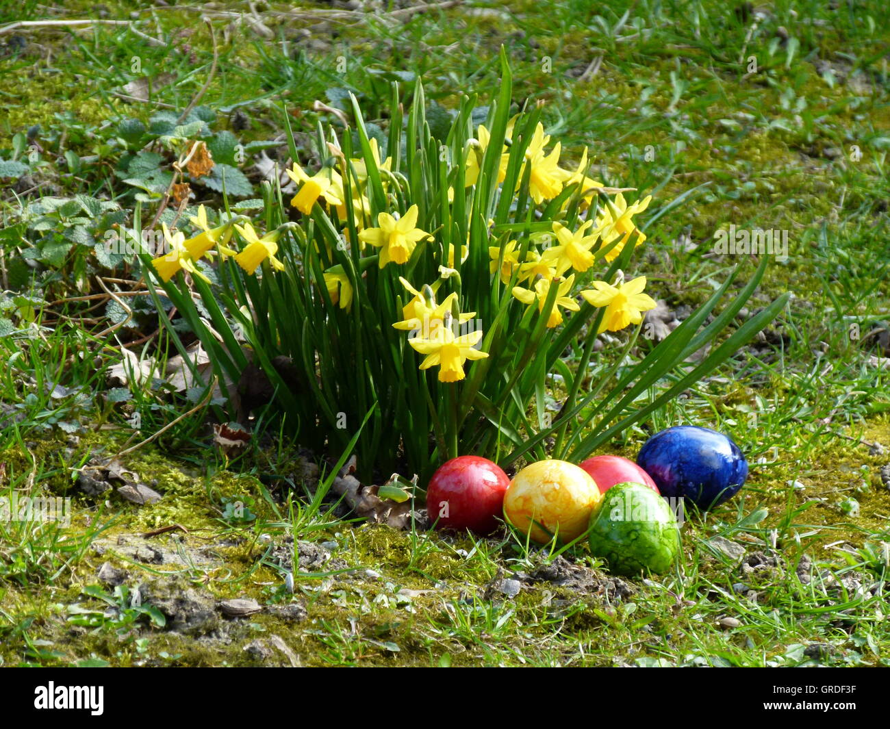 Pâques, Œufs de Pâques colorés Hidden à côté de jonquilles Banque D'Images
