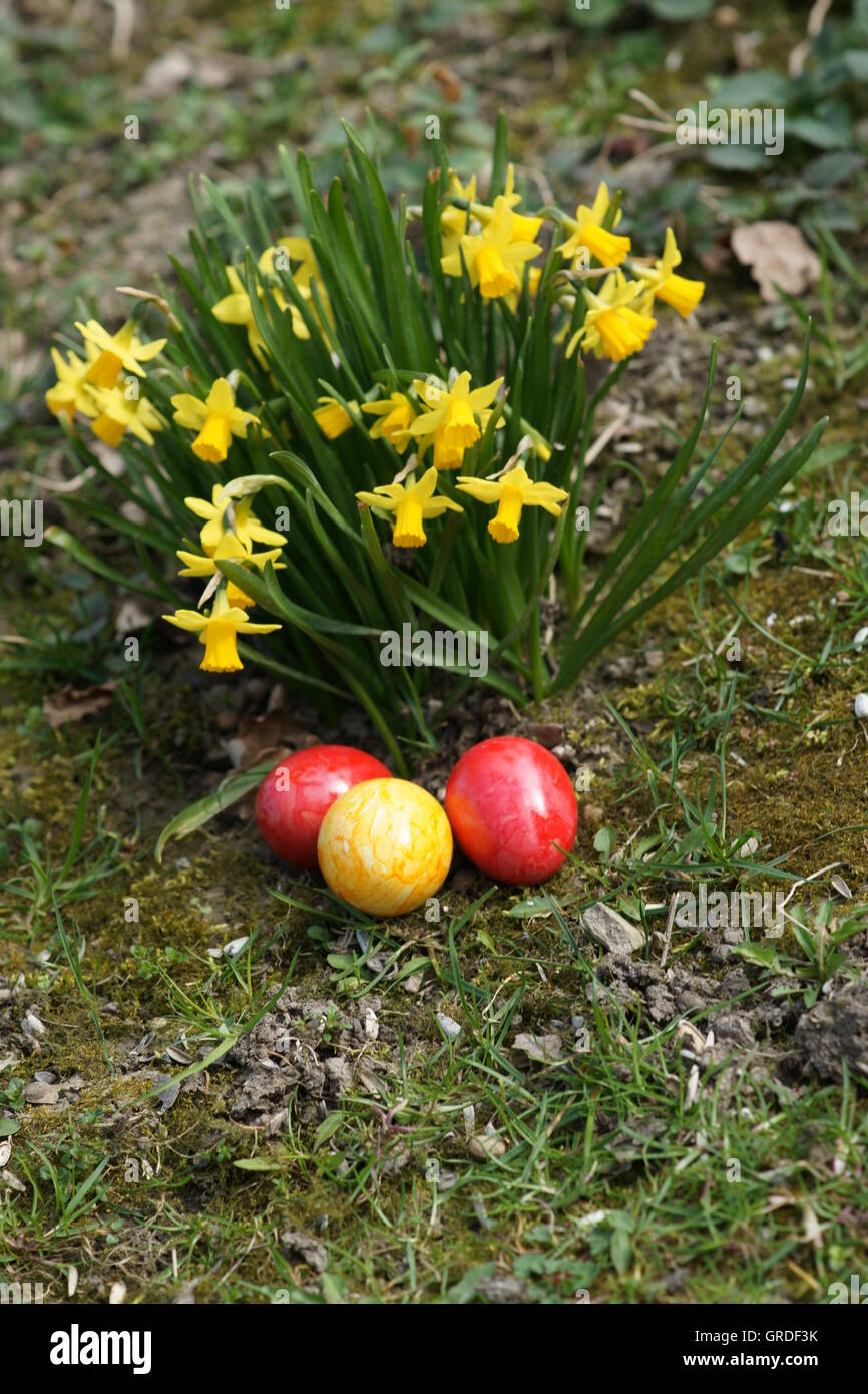 Pâques, Œufs de Pâques colorés Hidden à côté de jonquilles Banque D'Images