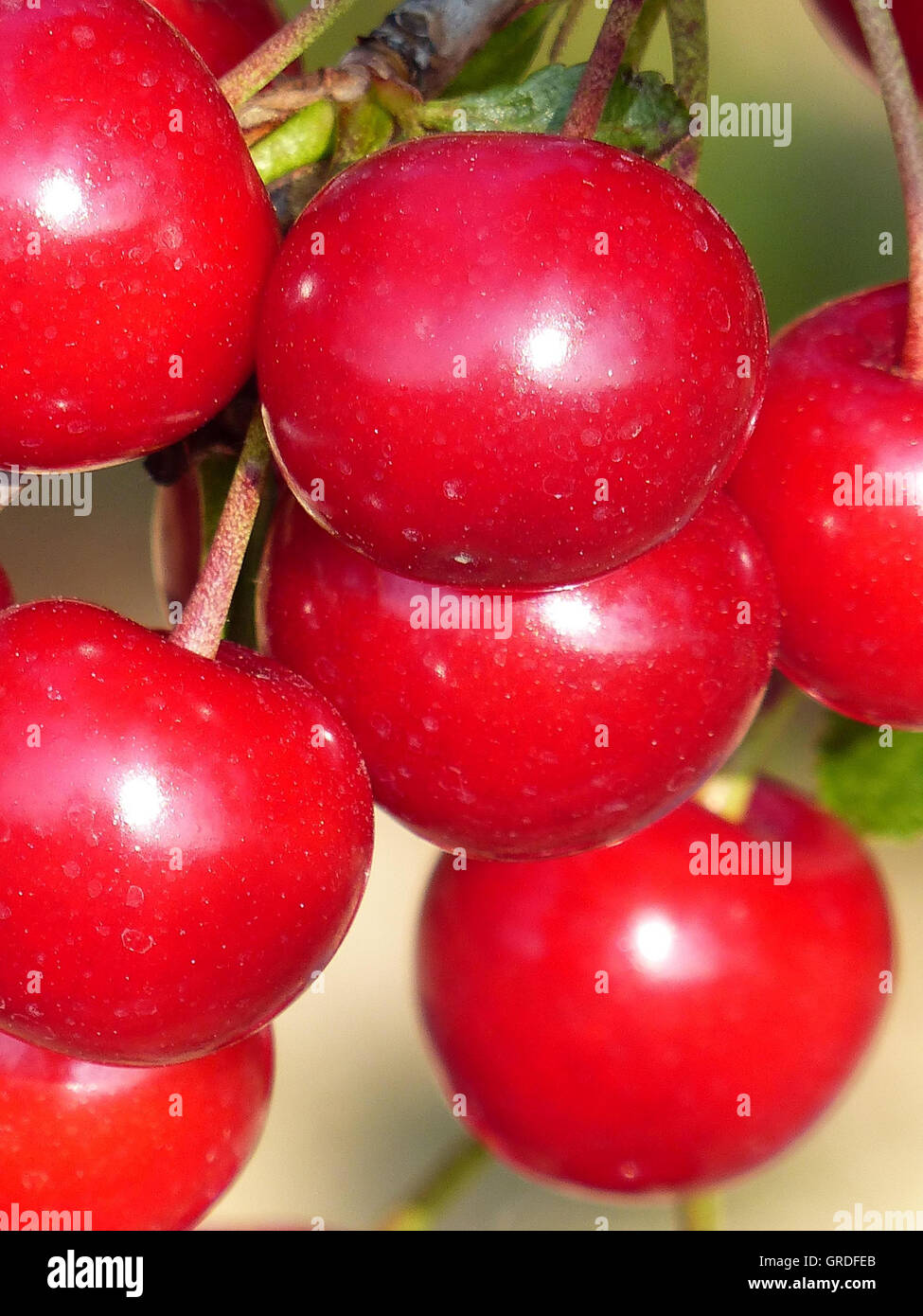 Cerises rouges Banque de photographies et d’images à haute résolution ...