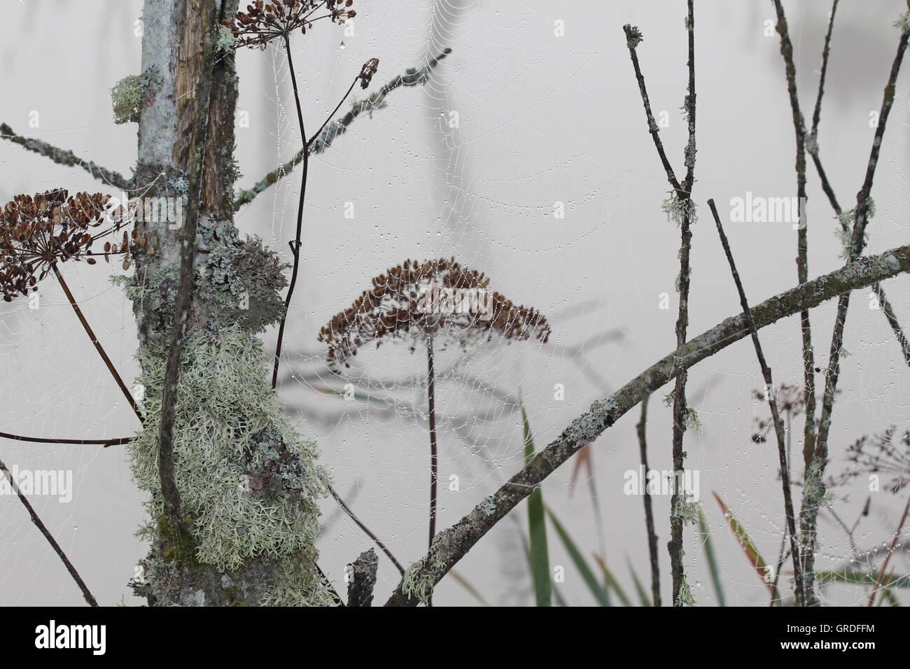 Moor, Beauté d'araignée avec des milliers de gouttes d'eau qui pendait entre les brindilles d'Herbes desséchées, et le tronc couverts de lichens Banque D'Images