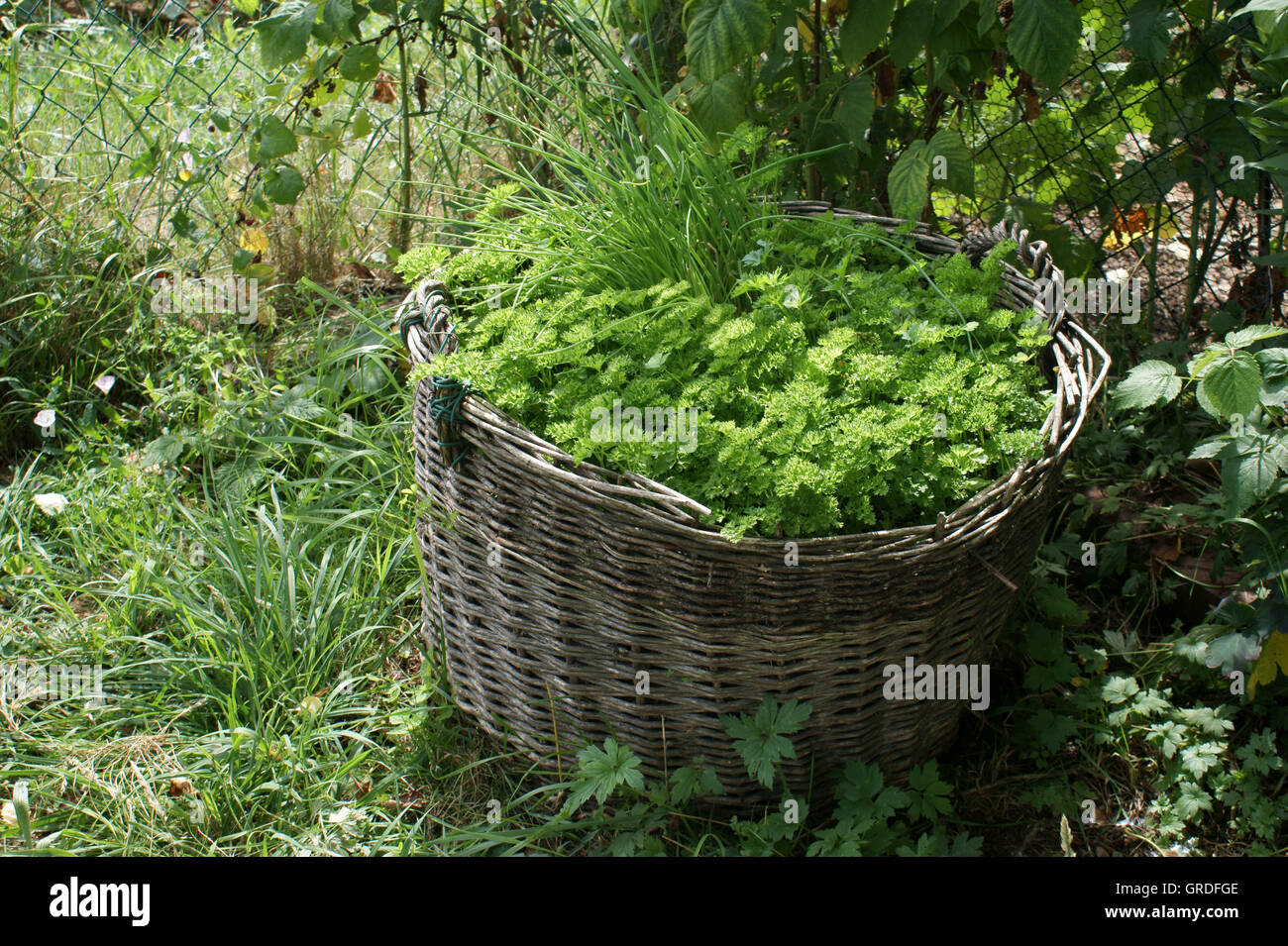 Panier d'herbes, le persil et la ciboulette dans un panier Banque D'Images