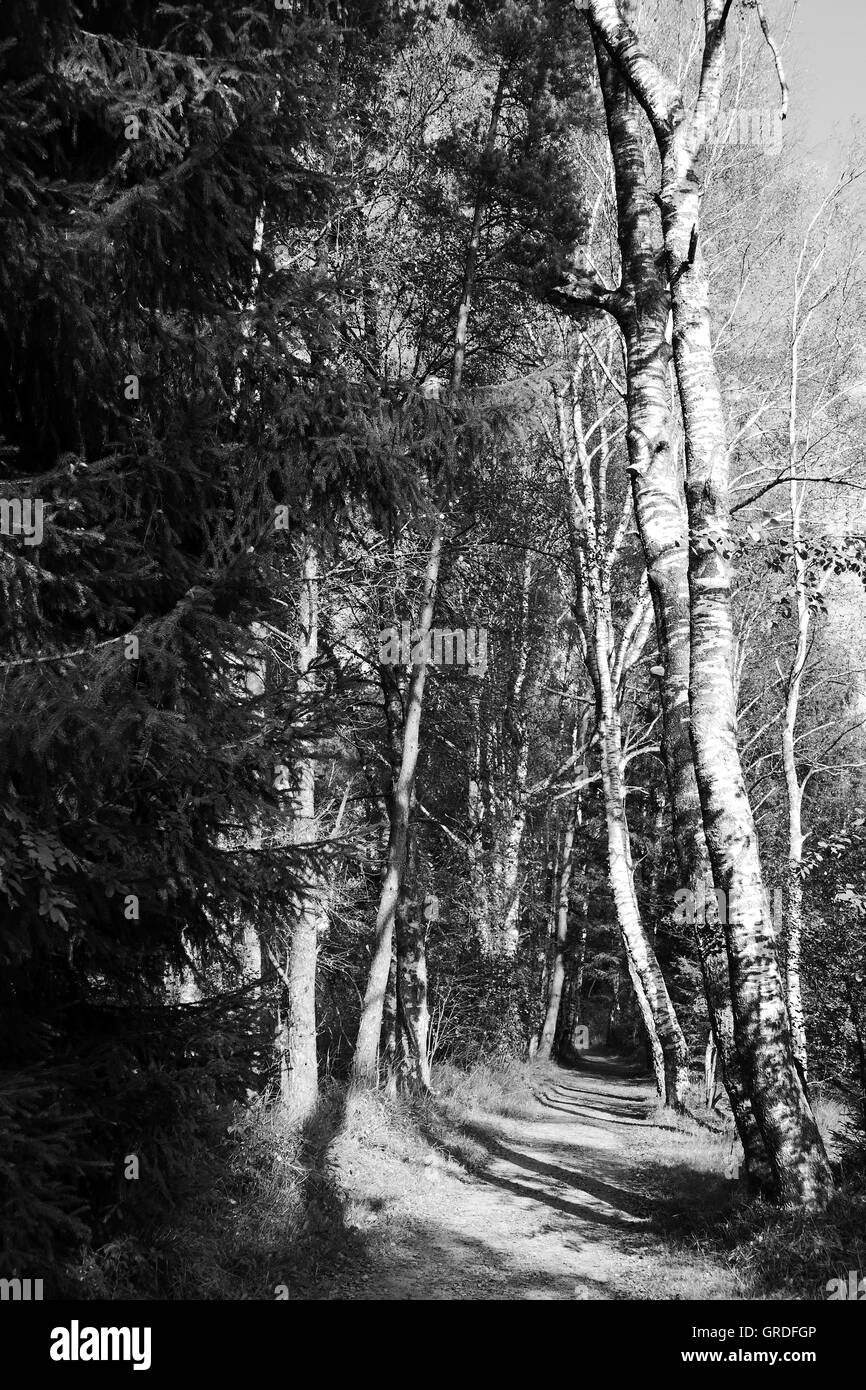 Forêt, piste forestière en noir et blanc Banque D'Images