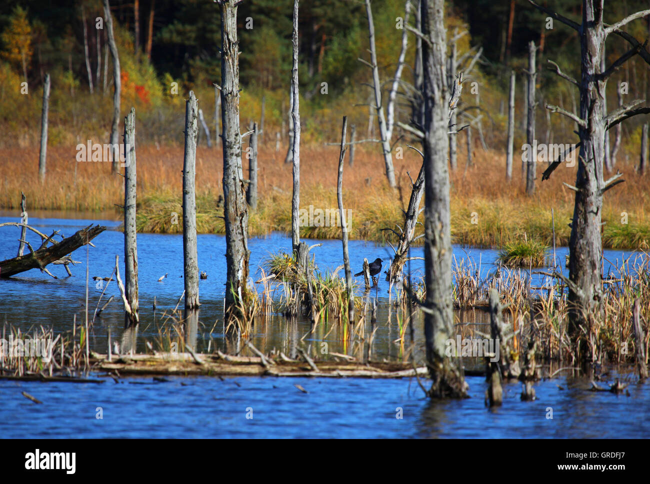 La renaturation dans Schwenninger Moss, la renaturation de Moor, Bade-Wurtemberg, Allemagne, Europe Banque D'Images