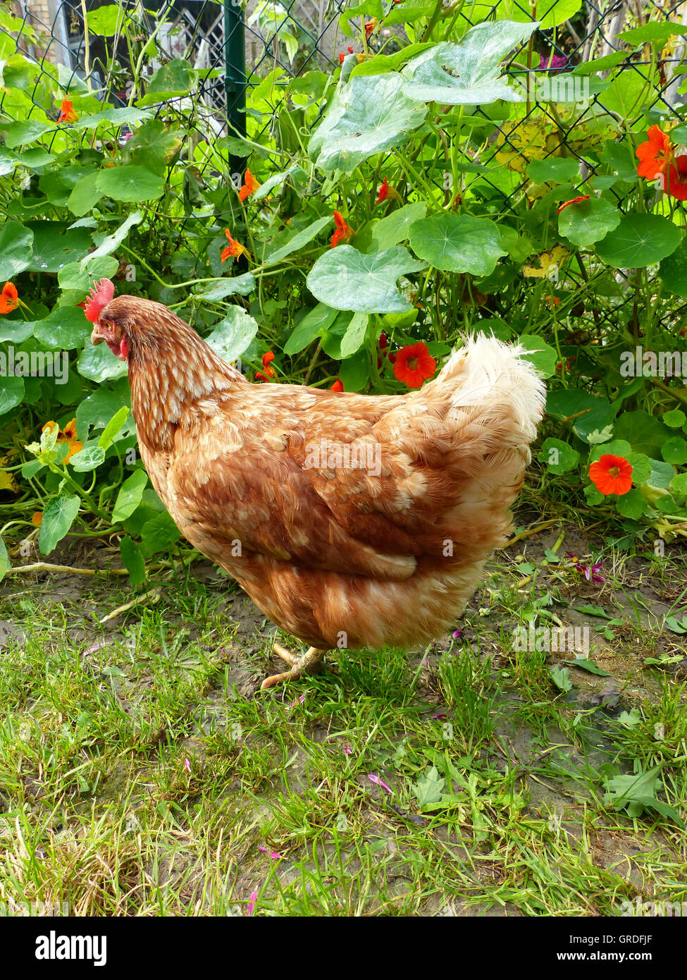 Balades autour de poule brun heureux librement dans le jardin Banque D'Images