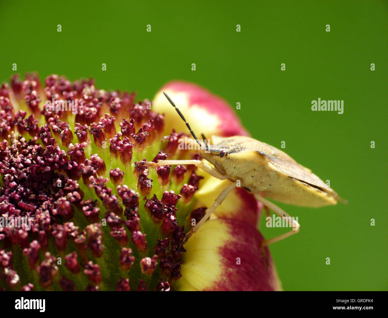 Fleur Avec Green Stink Bug, en face de fond vert, Macro Banque D'Images