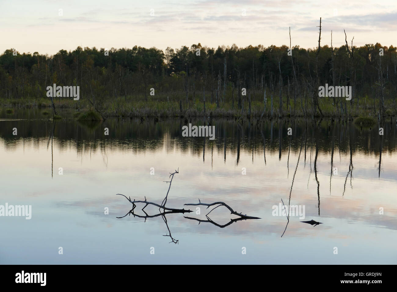 Dans la soirée mousse Schwenninger, origine de la rivière Neckar Banque D'Images