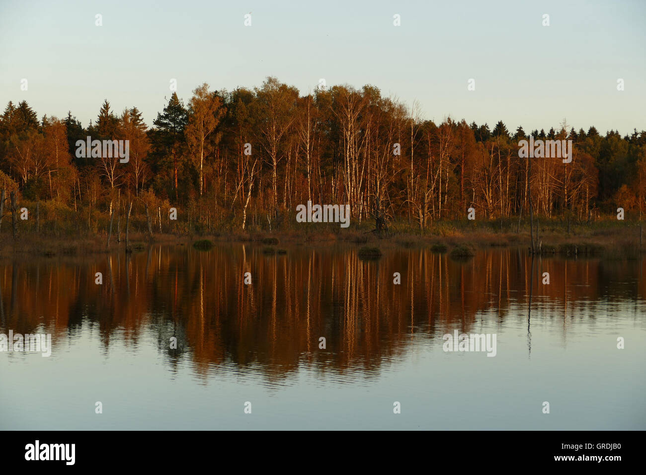 Dans la soirée mousse Schwenninger, origine de la rivière Neckar Banque D'Images