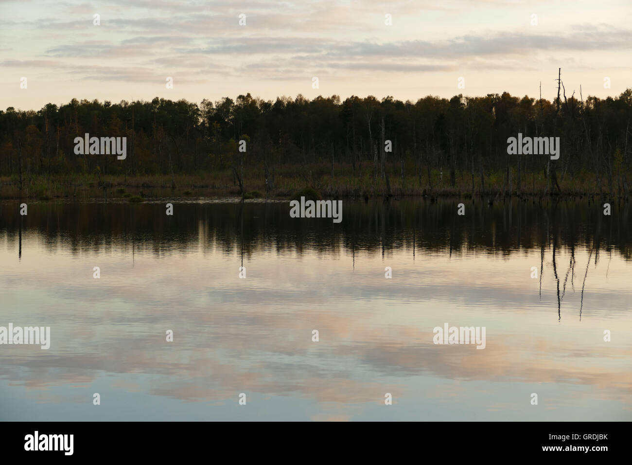 Dans la soirée mousse Schwenninger, origine de la rivière Neckar Banque D'Images