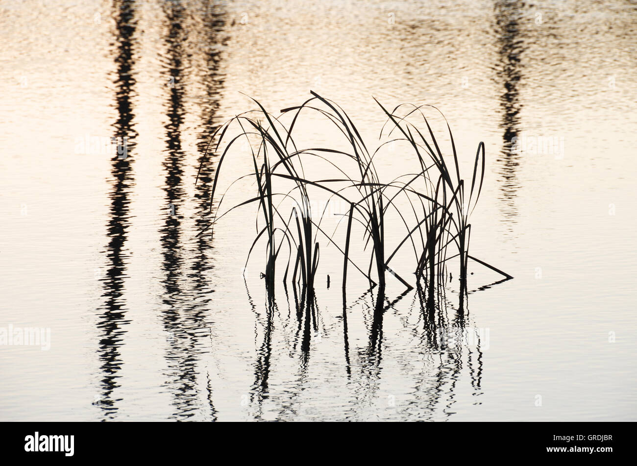 Traduit de l'herbe dans l'eau, Schwenninger Moos, origine de la rivière Neckar Banque D'Images