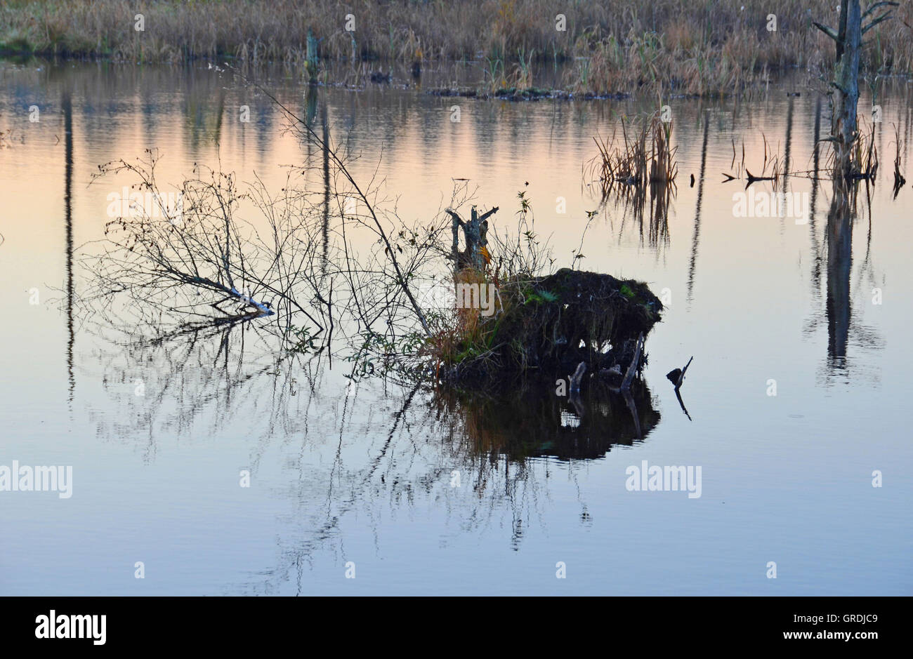 Moss Schwenninger tôt le matin, origine de la rivière Neckar, Arbre déraciné Floating in Water Banque D'Images