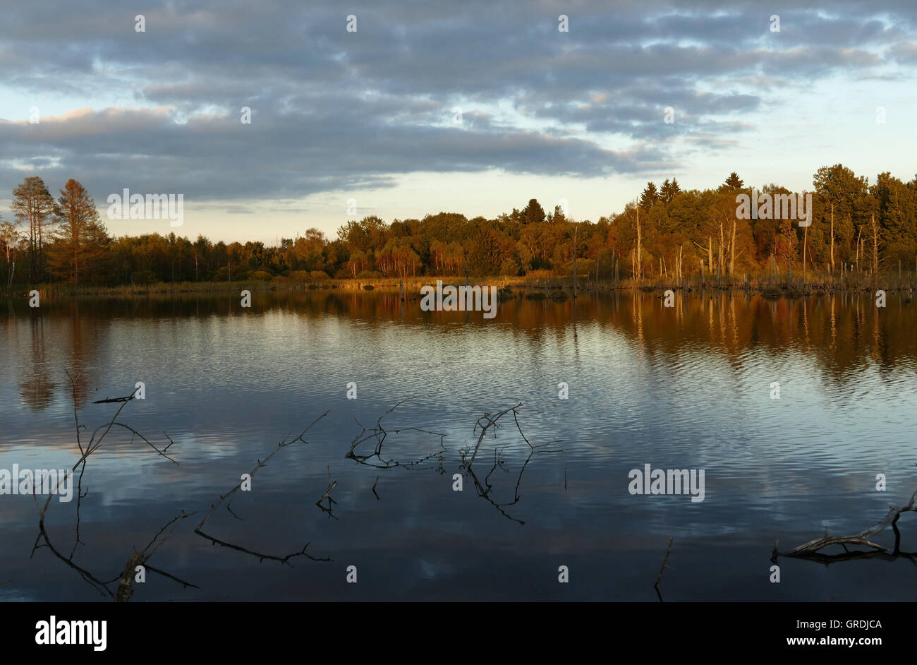 Dans la soirée mousse Schwenninger, origine de la rivière Neckar Banque D'Images