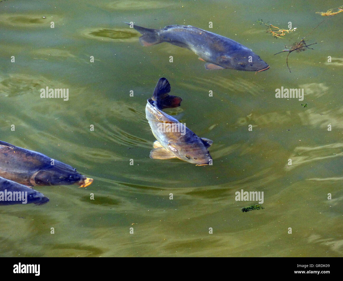 Carpes, carpes miroirs dans Eiswoog à Ramsen, Palatinat Banque D'Images