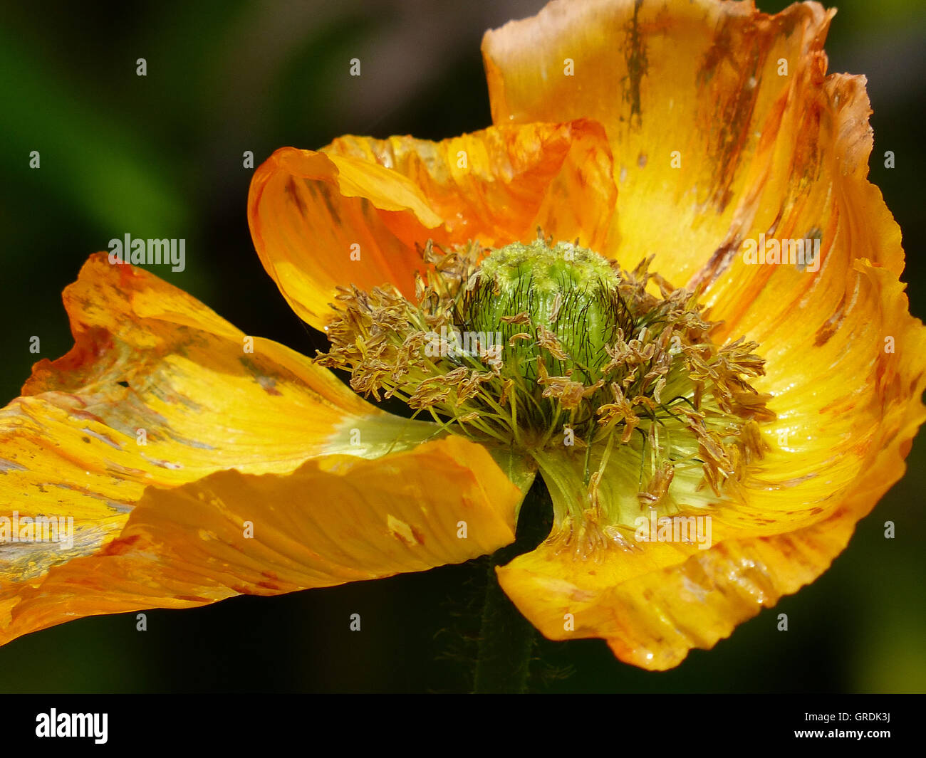 Coquelicot, Papaver nudicaule Islande pavot, en Europe du Nord, fond vert sombre Banque D'Images