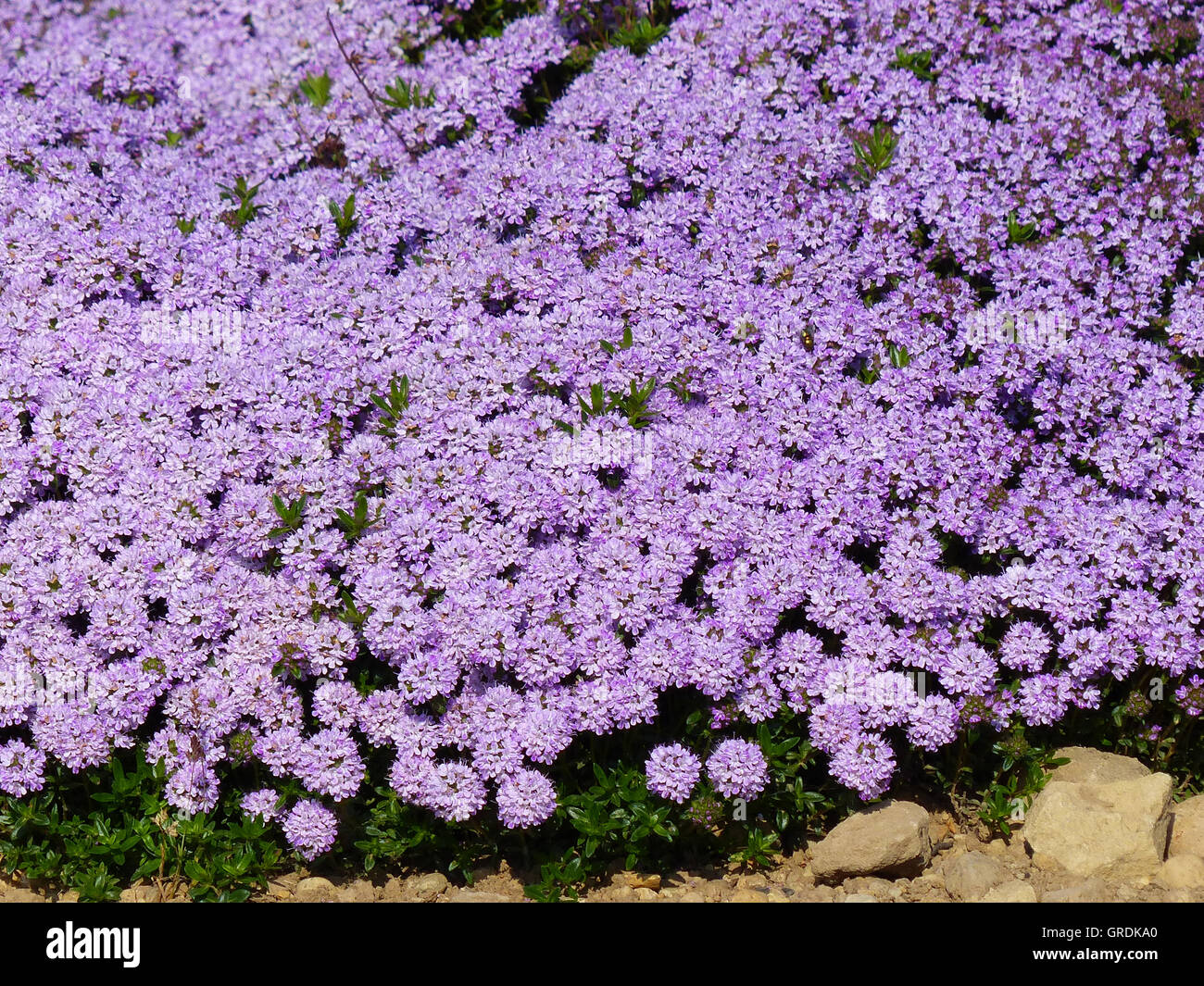 Thym Rampantes Creeping thyme Banque de photographies et d’images à haute résolution ...