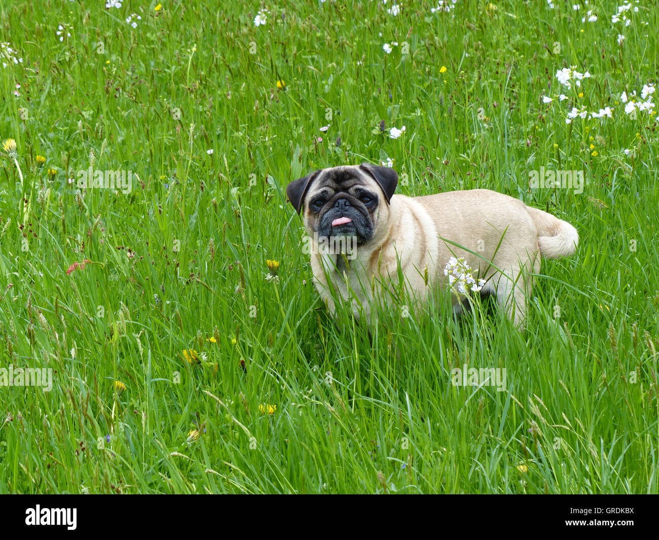 Le PUG beige en attente dans une prairie en fleurs vert Banque D'Images