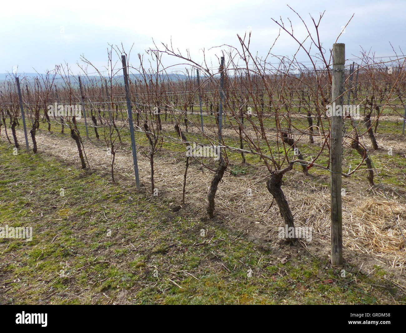 En mars, la vigne vignoble non encore découpés, Hesse rhénane Banque D'Images
