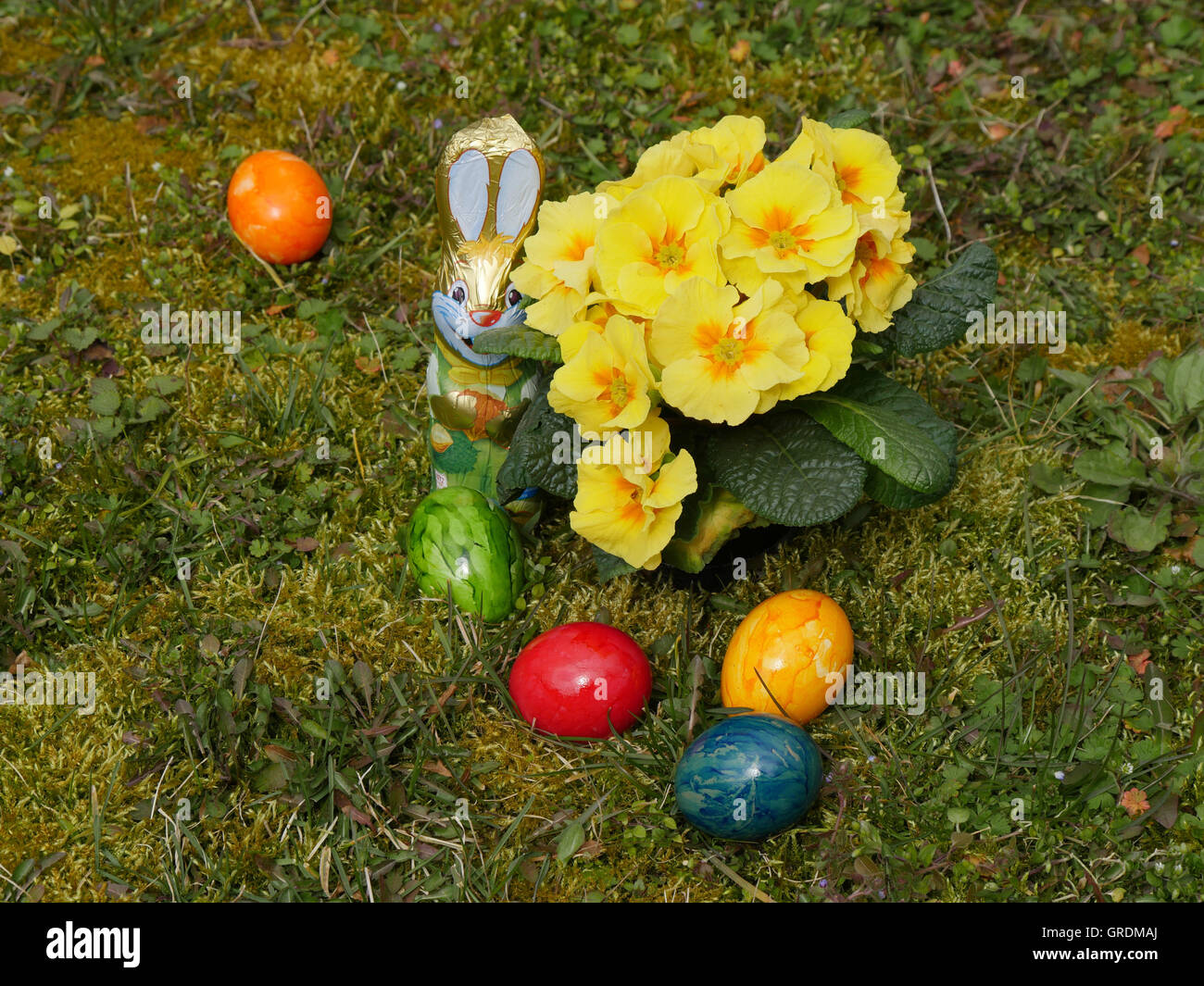 Pâques, les oeufs colorés, Chocolat Lapin de Pâques et primevères jaune dans un pré Banque D'Images