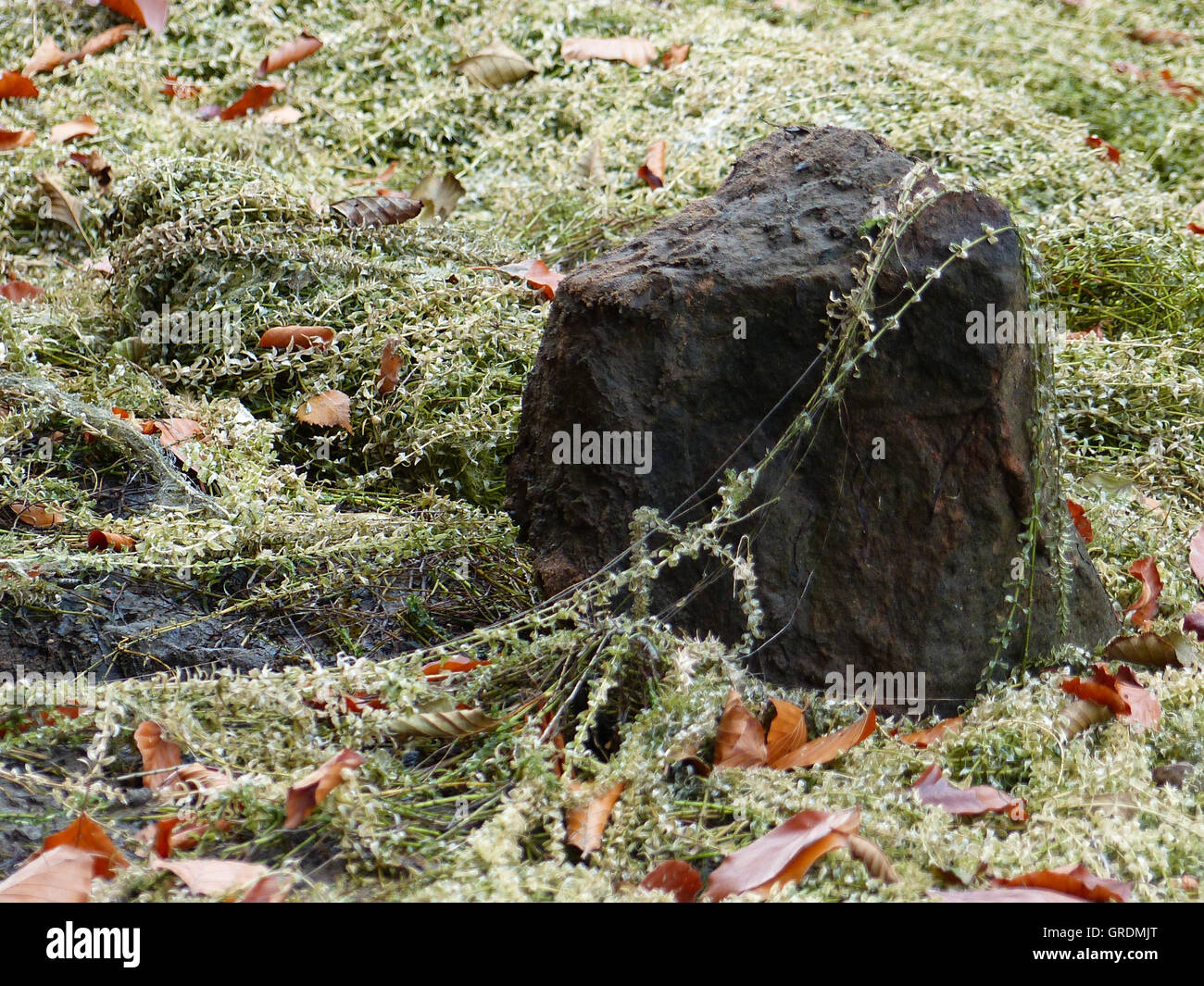 Cette beauté naturelle est autrement cachés. Les algues, les feuilles d'automne et une pierre dans l'Eiswoog déchargée près de Ramsen, pour ainsi dire au bas de l'Dry Lake Banque D'Images