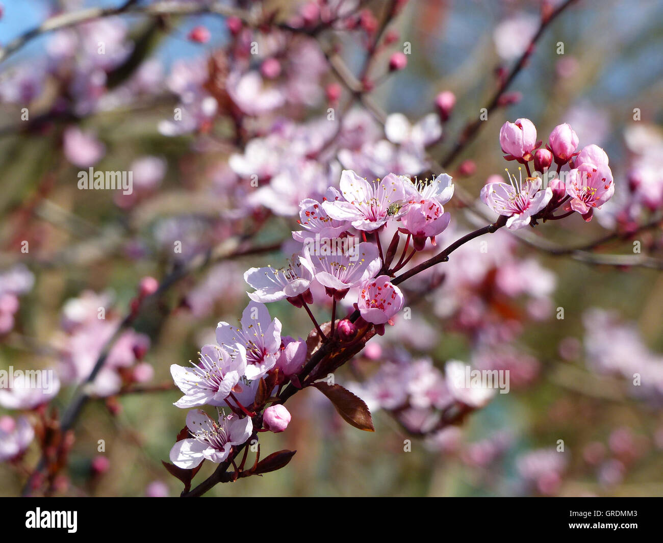 Arbres Dornement Arbres En Fleurs Rose Banque Dimages