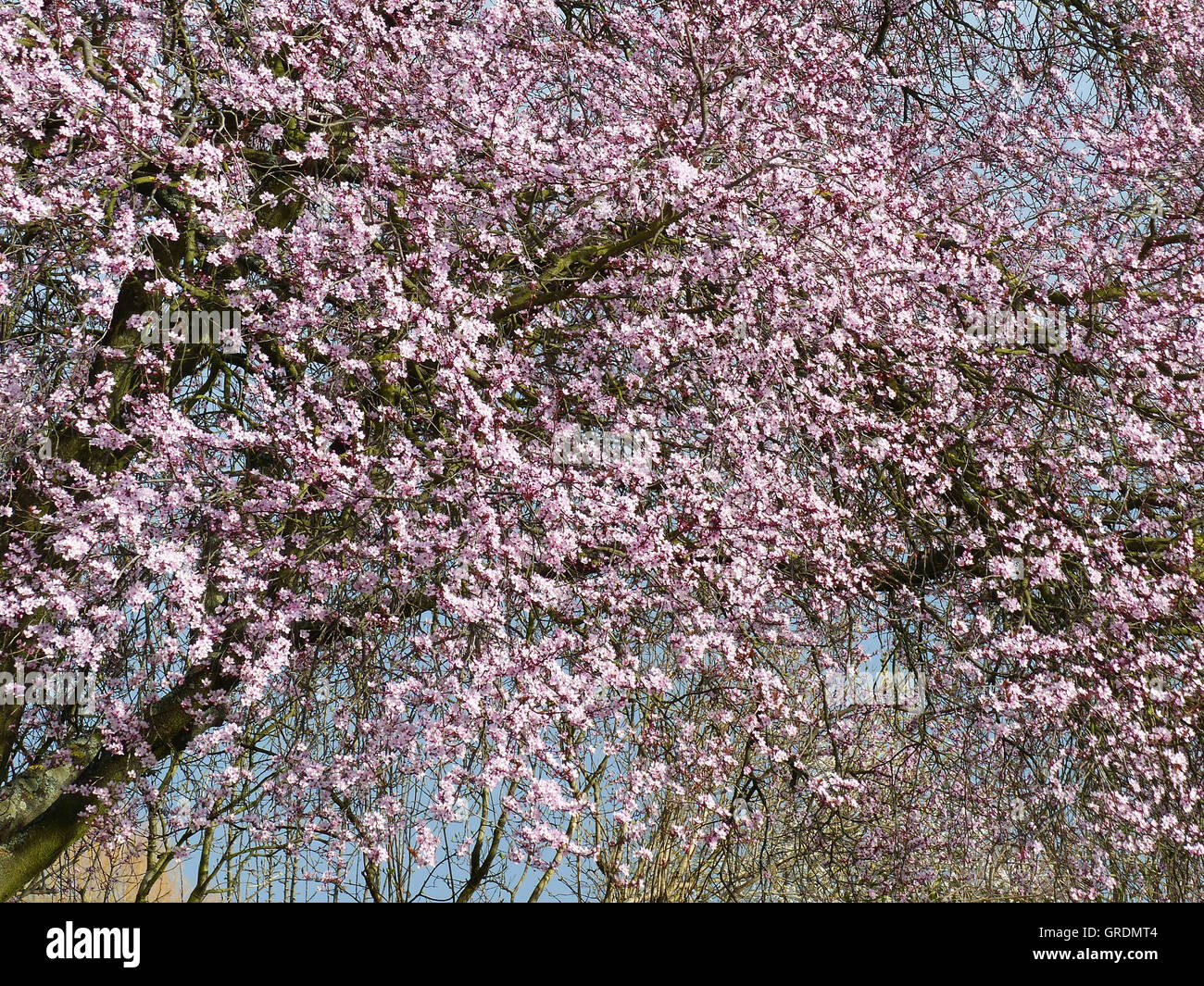 Prunier d'ornement, arbres en fleurs rose Banque D'Images