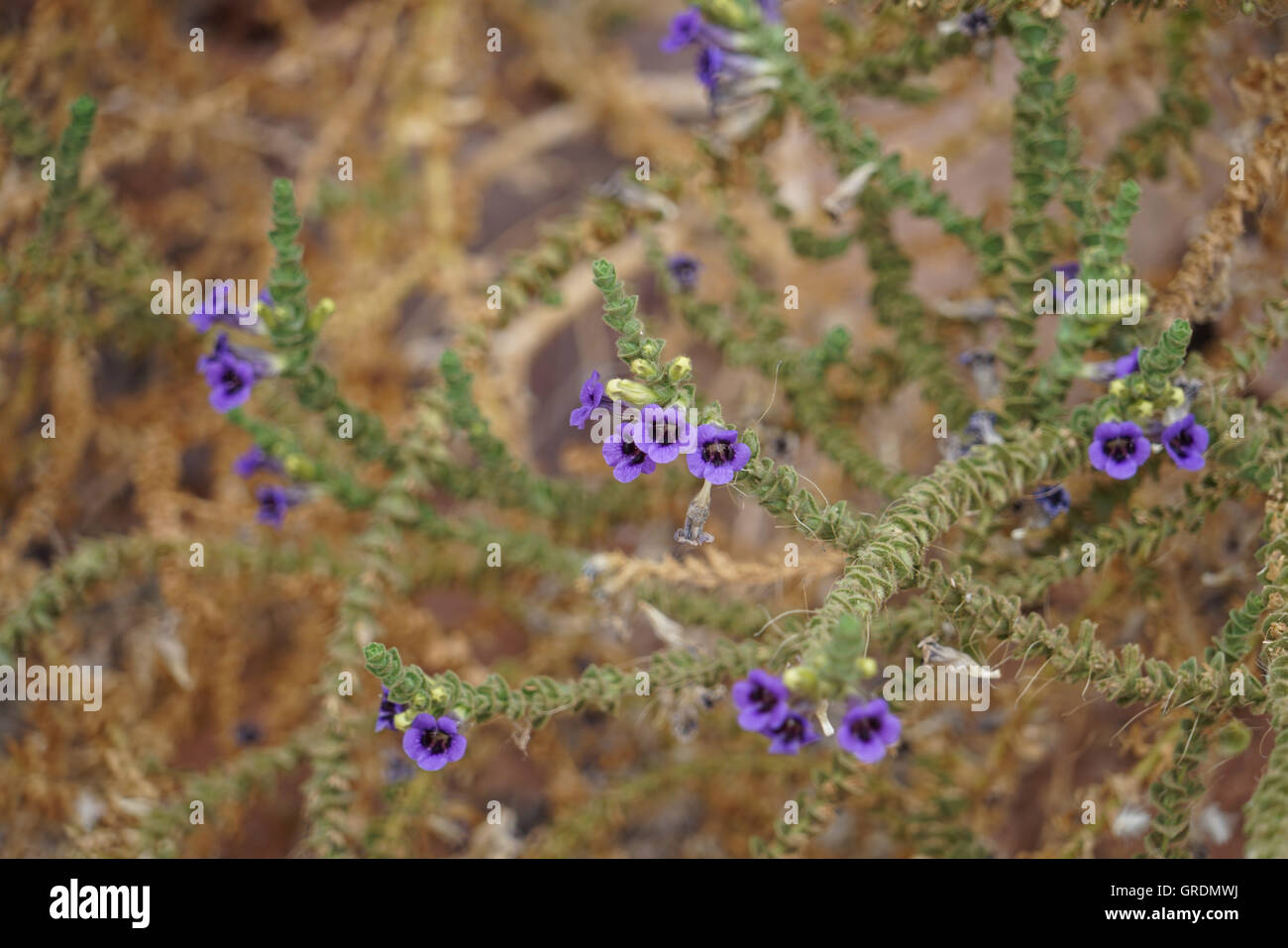 Blooming Violet Fleur plante en Namibie Banque D'Images