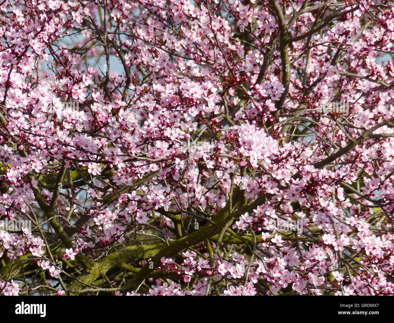 Prunier d'ornement, arbres en fleurs rose Banque D'Images