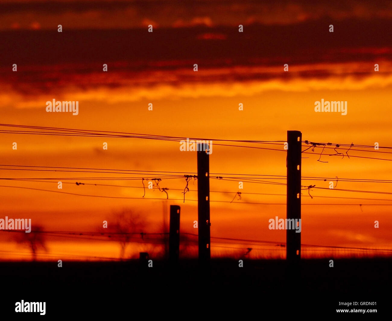 Région vin Rheinhessen dans Fiery Red Sunrise, les poteaux et les fils tendus dans la vigne comme silhouettes noires Banque D'Images