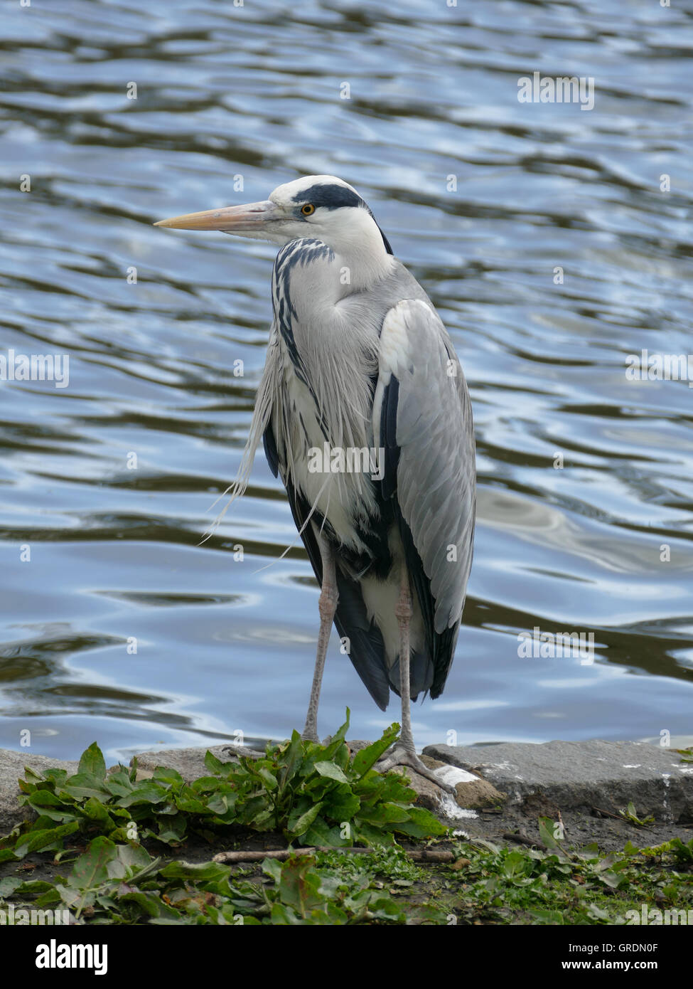 Héron cendré Ardea cinerea Banque D'Images