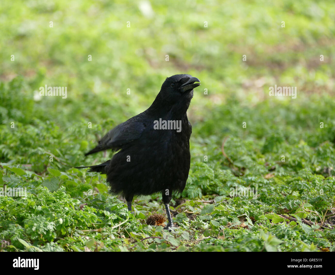 Grand corbeau corvus corax Banque de photographies et d’images à haute ...