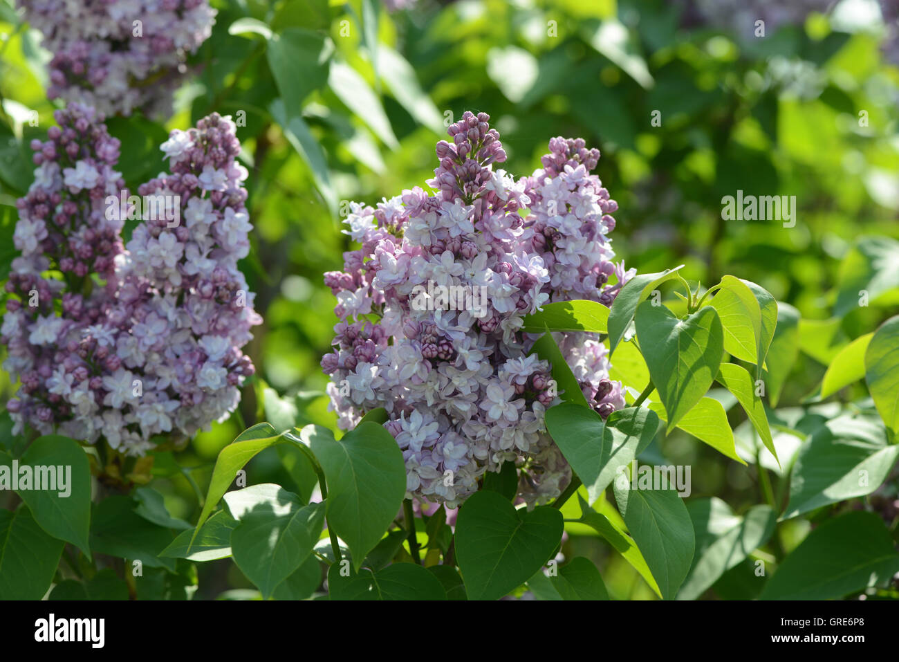 Des teintes de violet fleurs lilas, Lilac Bush Banque D'Images