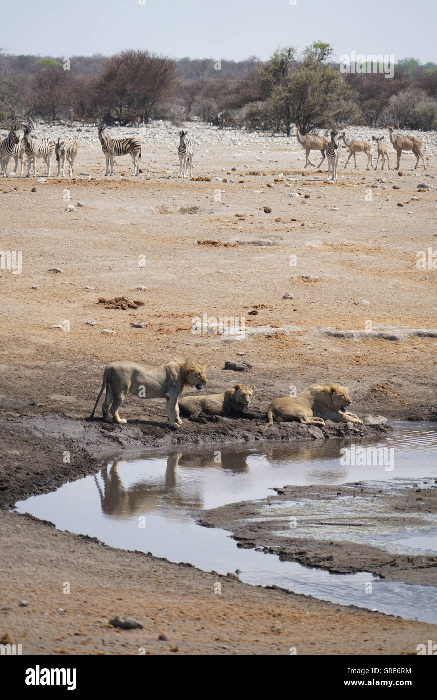 Satisfait, l'énorme lion mensonge à un étang, à une distance respectueuse il y a des zèbres et Springbok, Namibie Banque D'Images