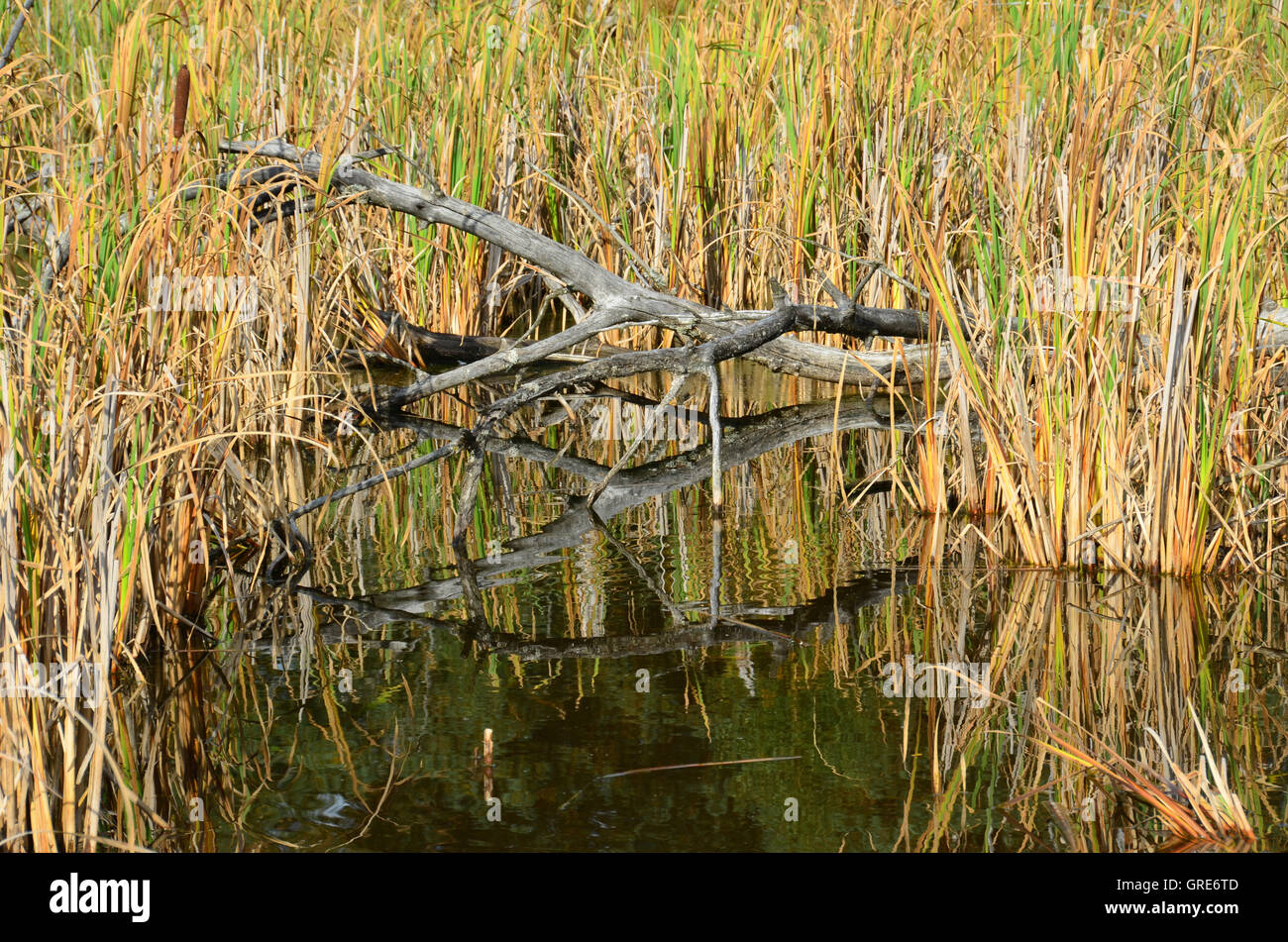 La renaturation dans Moss Schwenninger Banque D'Images