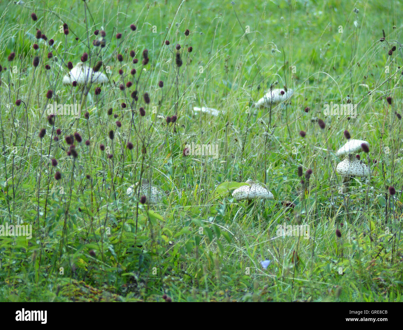 Fairy Ring avec parasol champignons sur un pré, Macrolepiota Banque D'Images